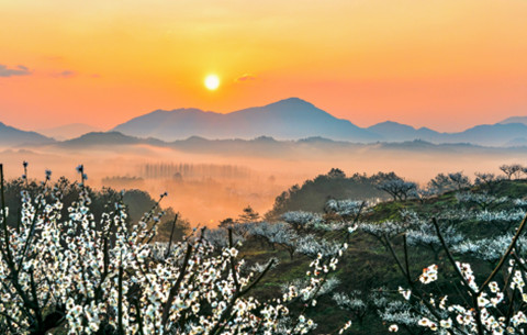 植樹(shù)節丨“手”護綠色 為春天添“彩”