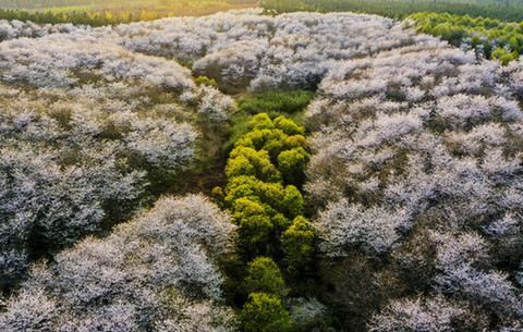 【“飛閱”中國】櫻花如雪 鄉村似錦