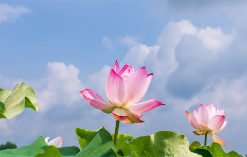 瞧，太空蓮開(kāi)花了!