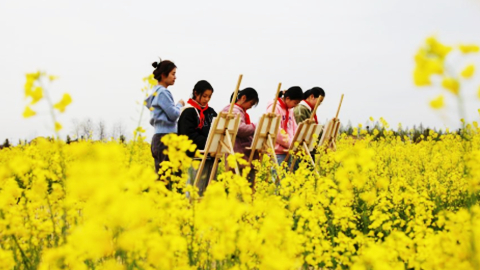 油菜花開(kāi)鄉村美