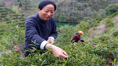 安徽黃山：非遺祁紅 芳香四溢